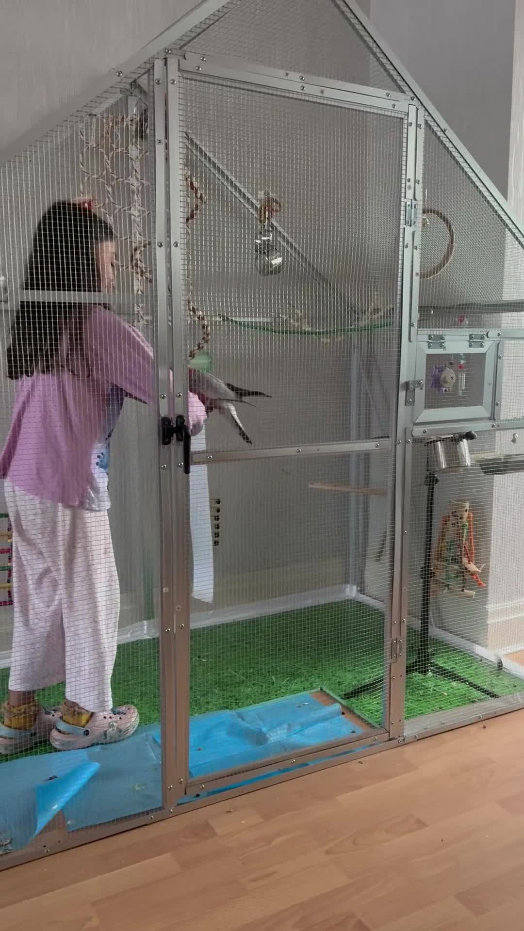 Cockatoo birds for sale: baby galah cockatoo - Video 2