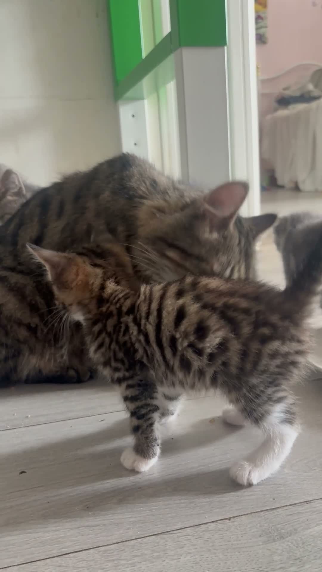 Siberian cats for sale: Beautiful Siberian x kittens  - Video 1