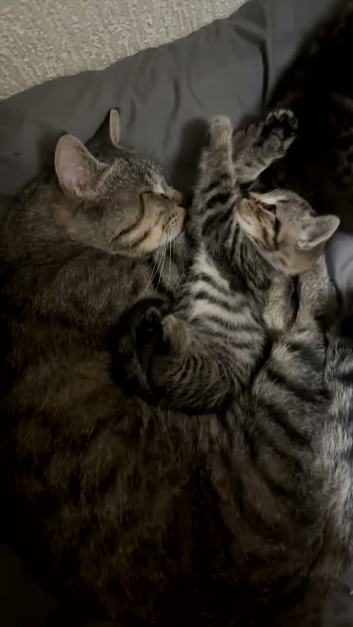 Mixed Breed cats for sale: Male Tabby Kitten 🐾 - Video 1