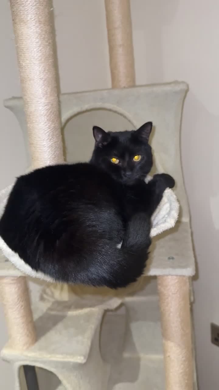 Mixed Breed cats for sale: Luna  - Video 1