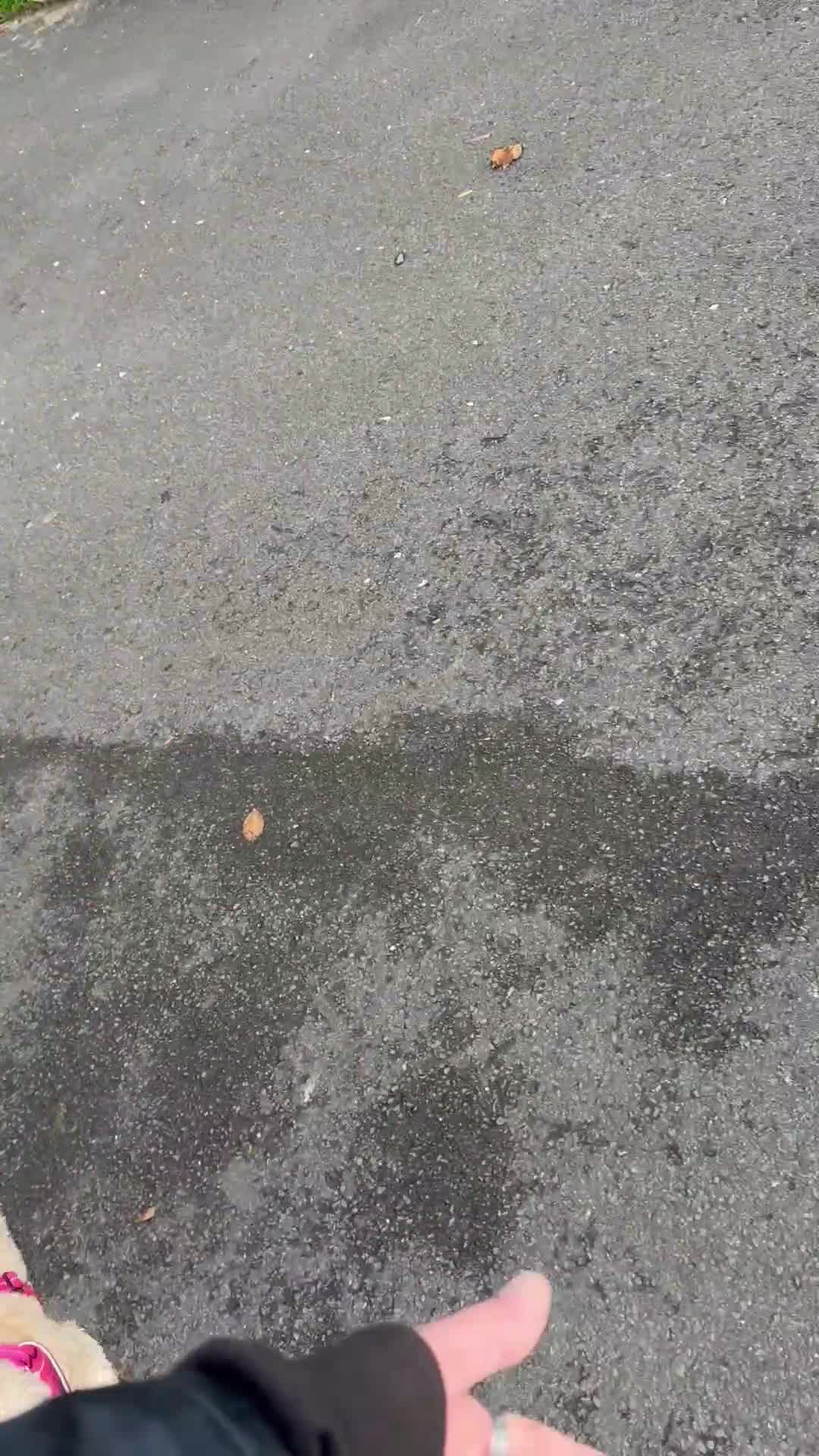 Mixed Breed dogs for sale: Beautiful 16 month Cavapoochon - Video 2