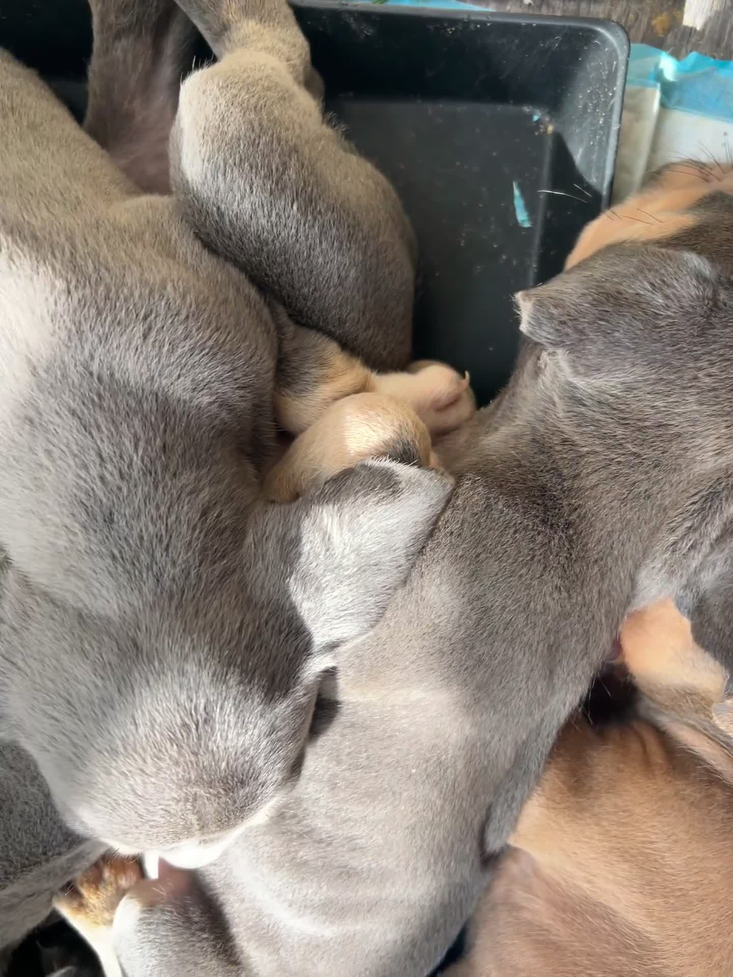 Mixed Breed dogs for sale: Cane Corso x Pocket Bully - Video 1