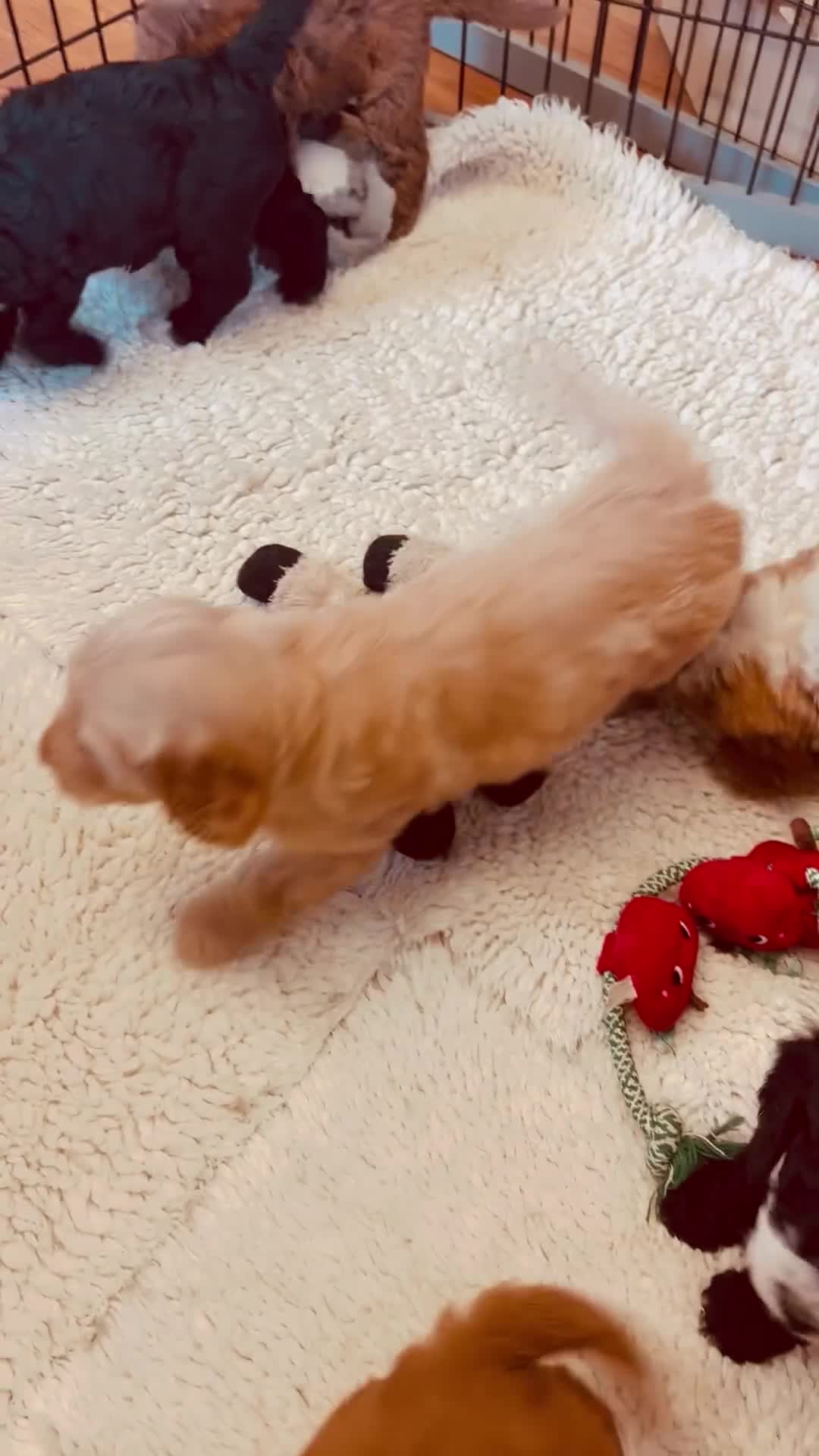 Bernedoodle dogs for sale: Beautiful Bernidoodles - Video 1