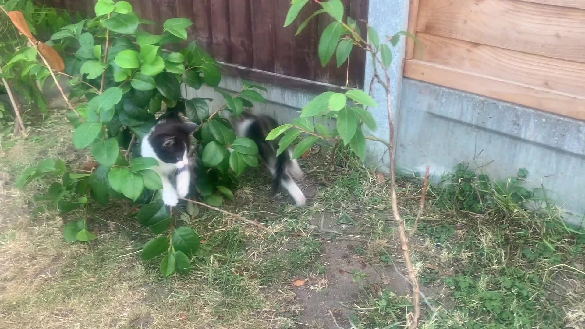 Mixed Breed cats for sale: Cute Tabby Kittens - Ready Now - Video 1