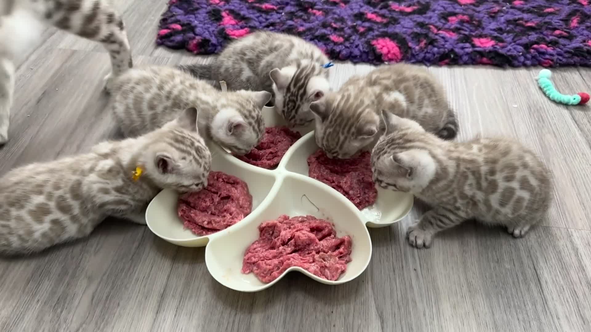 Bengal cats for sale: 🏆OUTSTANDING SHOW WINNING BENGALS KITTENS🔥 - Video 4