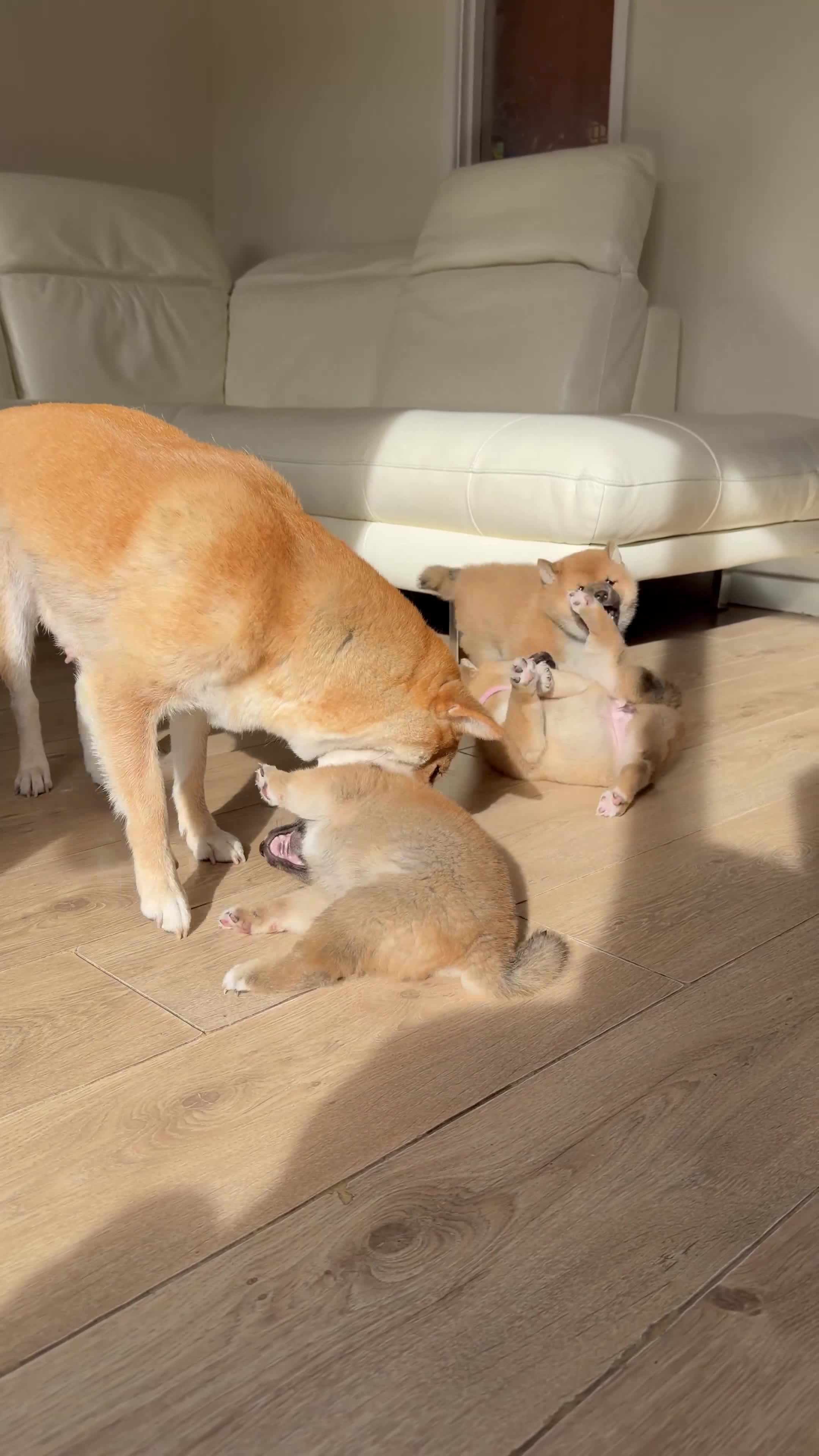 Japanese Shiba Inu dogs for sale: KC Reg - Multi Generational Shiba Inu Puppies - Video 1