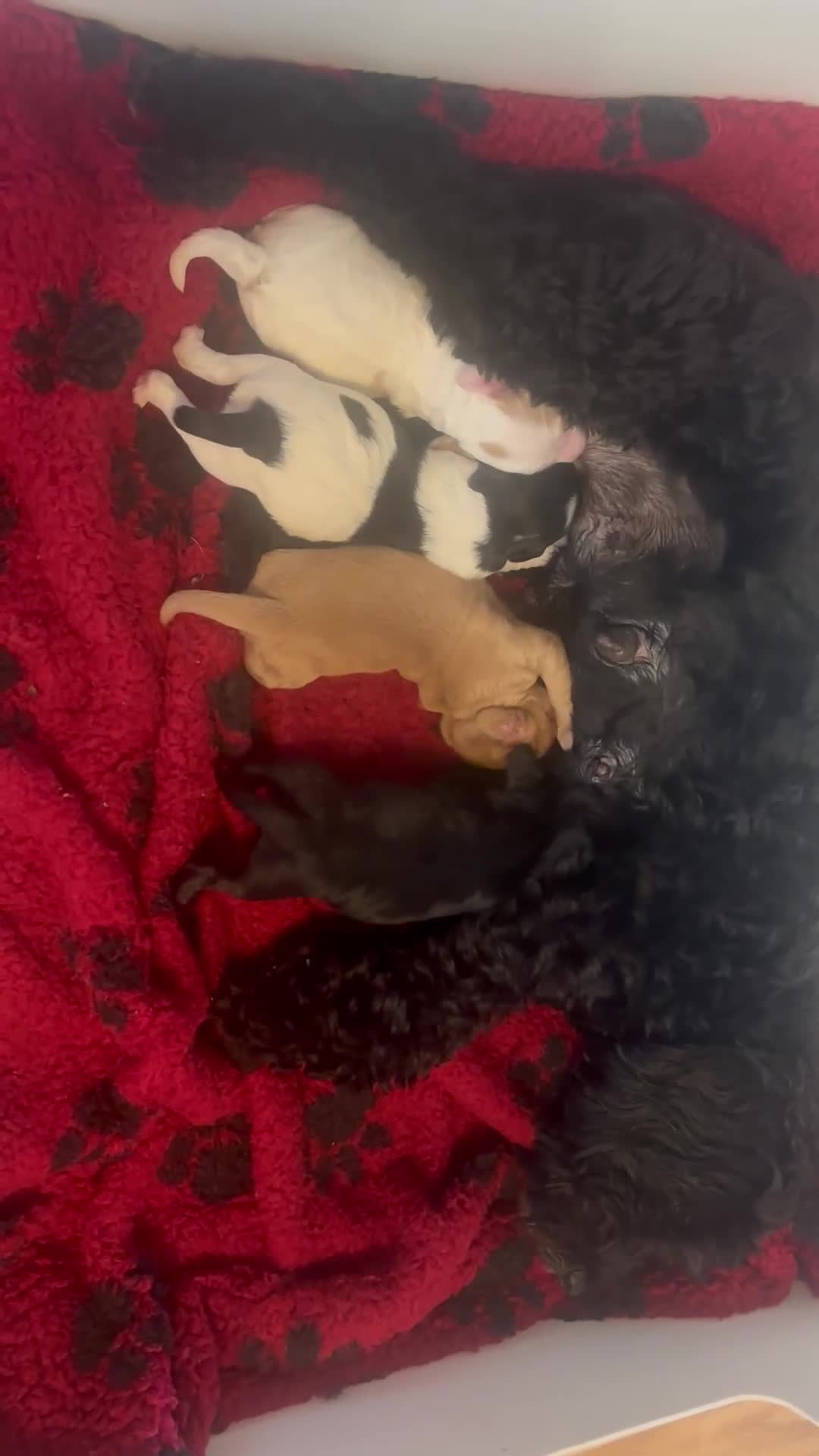 Cockapoo dogs for sale: cockerpoo Puppies 2 Left!  - Video 1
