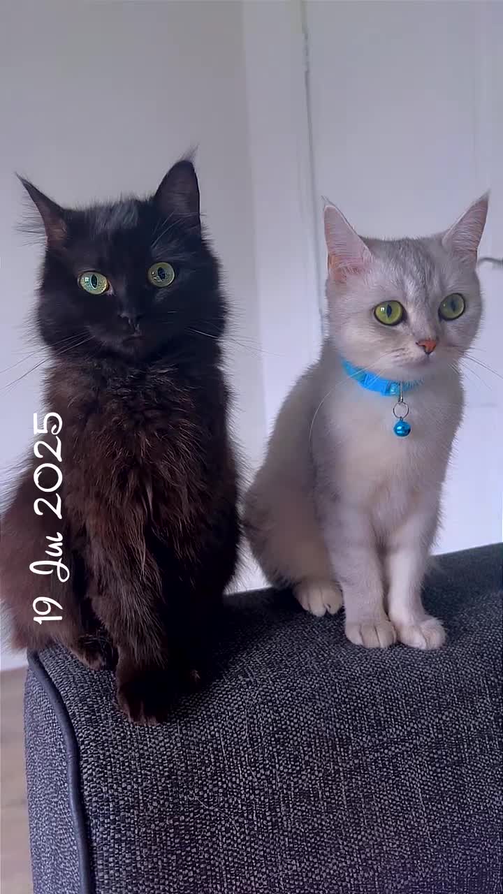 Persian cats for sale: Black long hair  - Video 1