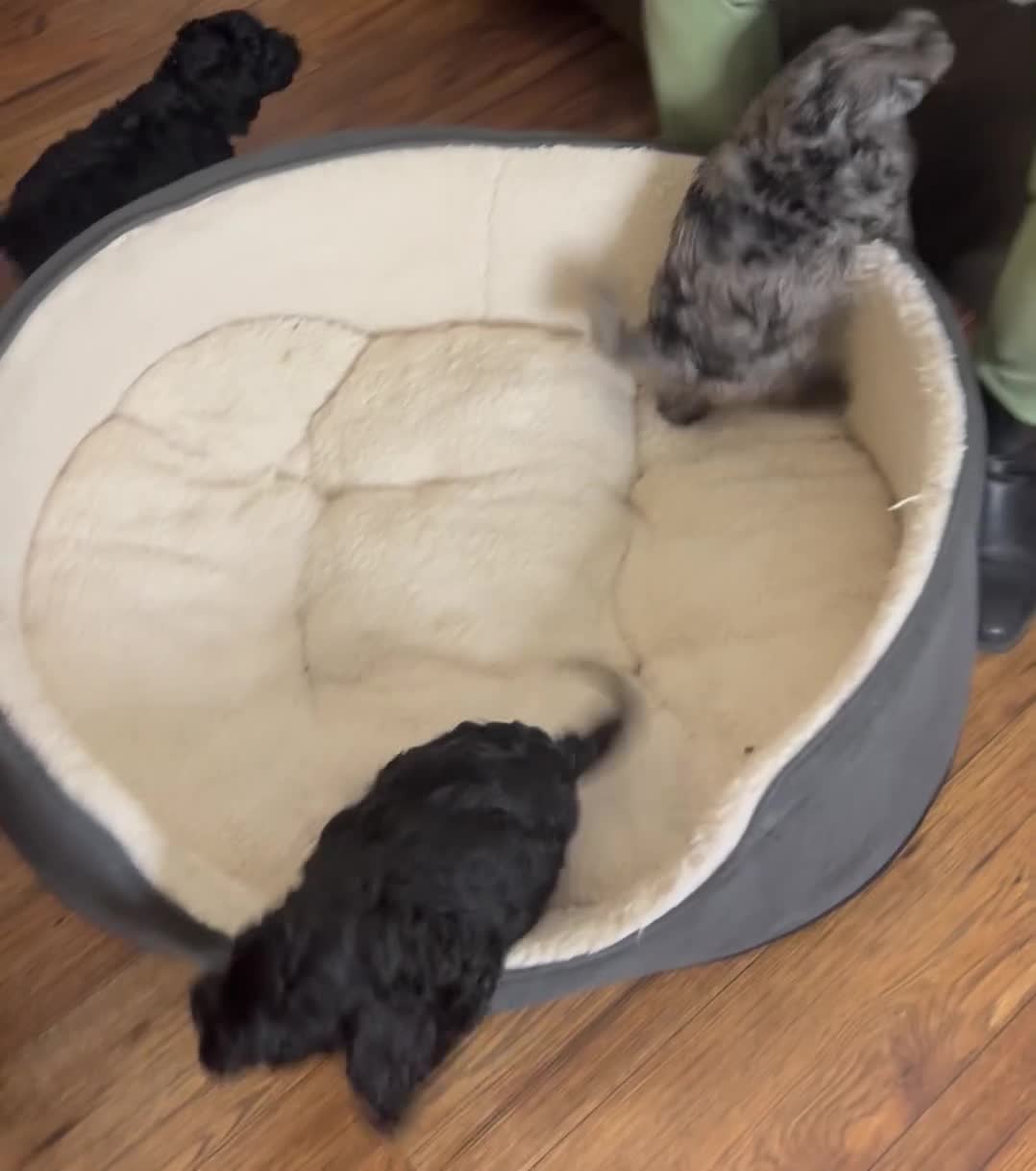 Cockapoo dogs for sale: ONLY 2  LEFT OUTSTANDING TINY MINITURE COCKAPOOS  - Video 1