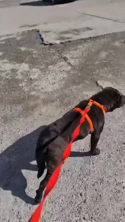 Shar Pei dogs for adoption: LIPA - a Superb, limping Girl, for a Loving Home - Video 4