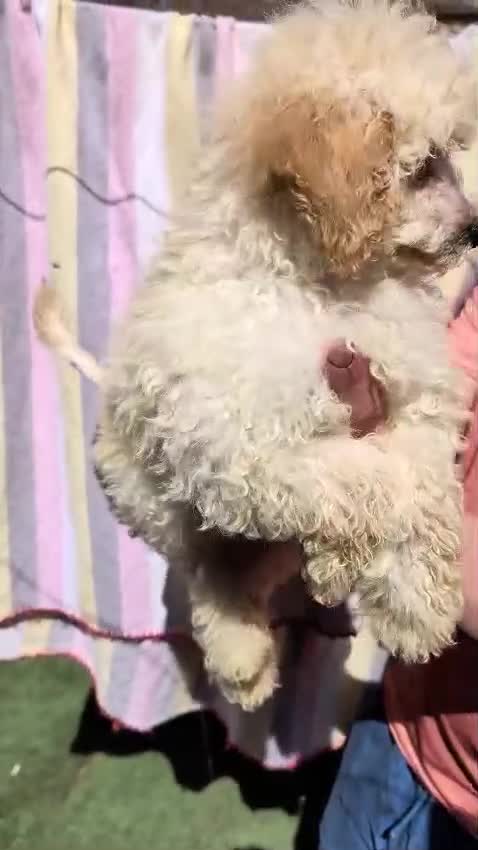 Toy Poodle dogs for sale: Kc registered toy poodles  - Video 1