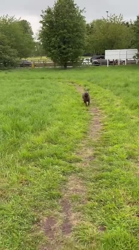 Mixed Breed dogs for sale: Staffy Shar Pei Cross looking for his forever home - Video 2