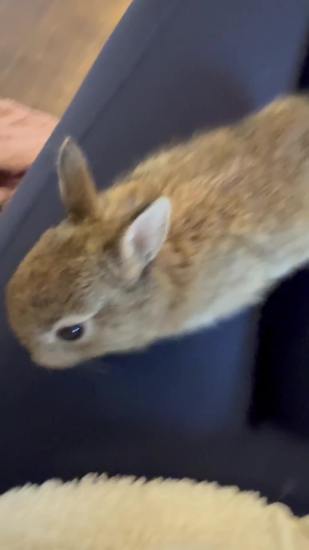 Netherland Dwarf rabbits for sale: Netherland Dwarf Rabbits  - Video 3