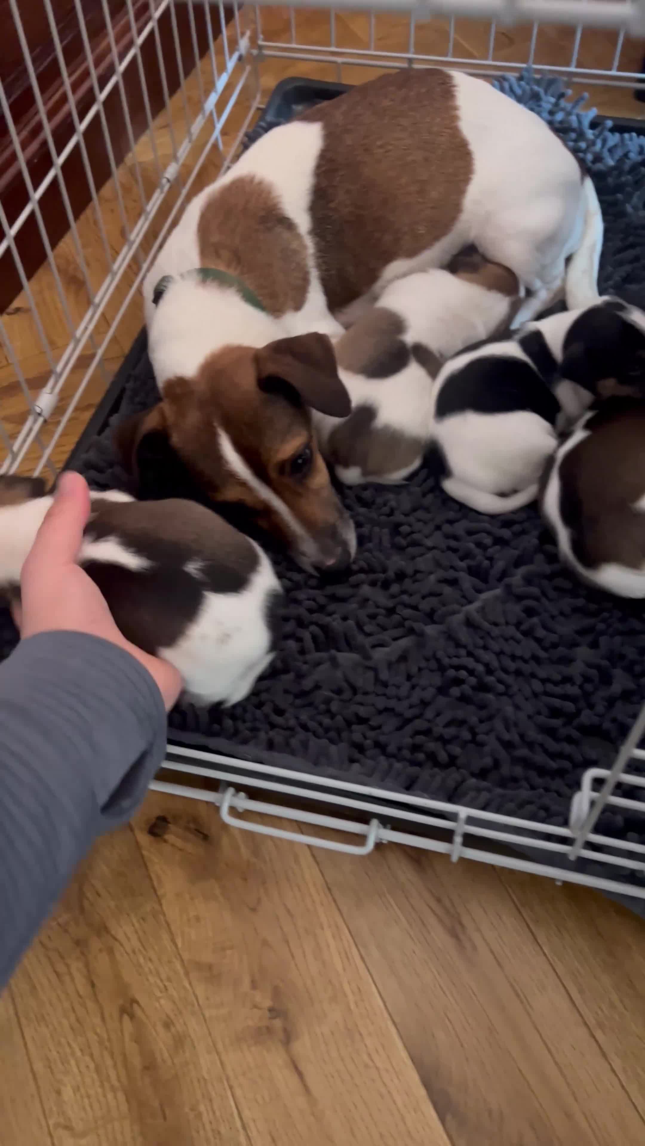 Jack Russell dogs for sale: Jack Russell Terrier 4 pedigree puppies in Newcastle upon Tyne - Video 4