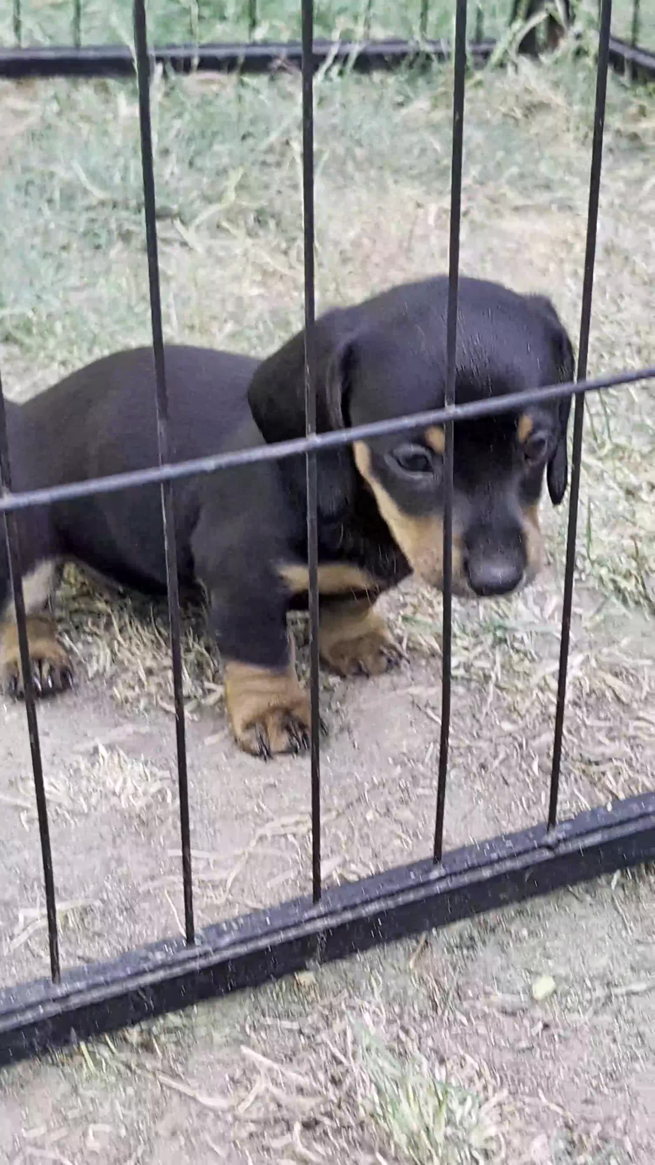 Miniature Dachshund dogs for sale: SOLID BLACK MINI DACHSHUNDS - Video 1