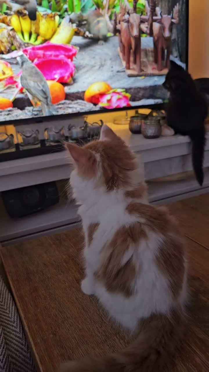 Mixed Breed cats for sale: Four Adorable Little Kittens Full of Personality - Video 2