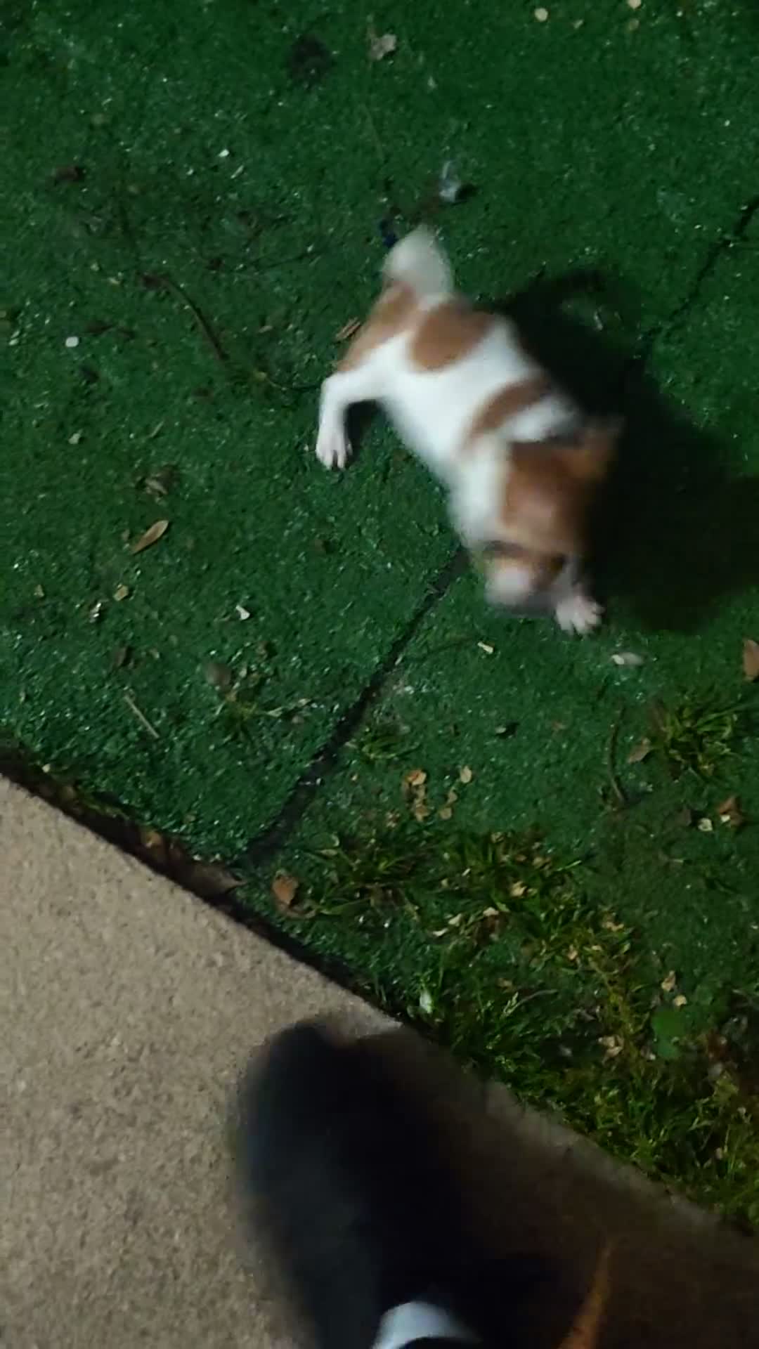 Jack Russell dogs for stud: Stud jack Russell mini,pics and proof of litter - Video 1