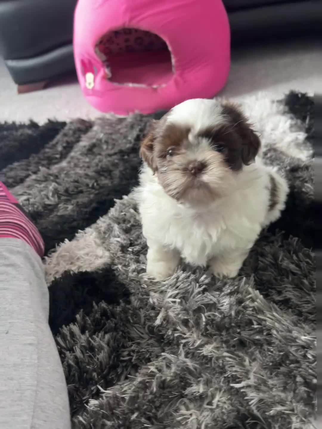 Shih Tzu dogs for sale: Delightful Imperial Shihtzu in Dronfield - Video 5