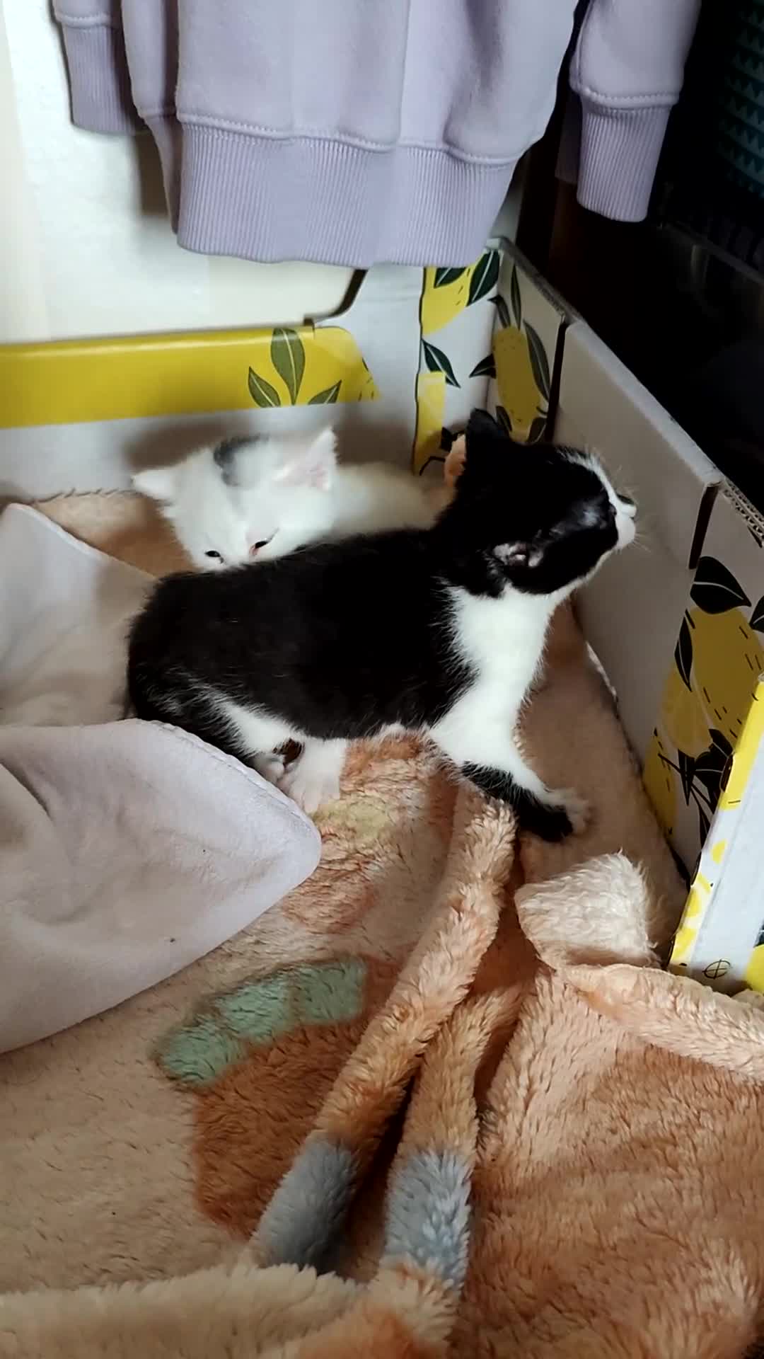 Turkish Angora cats for sale: REDUCED!!! Turkish Angora kittens for sale - Video 1