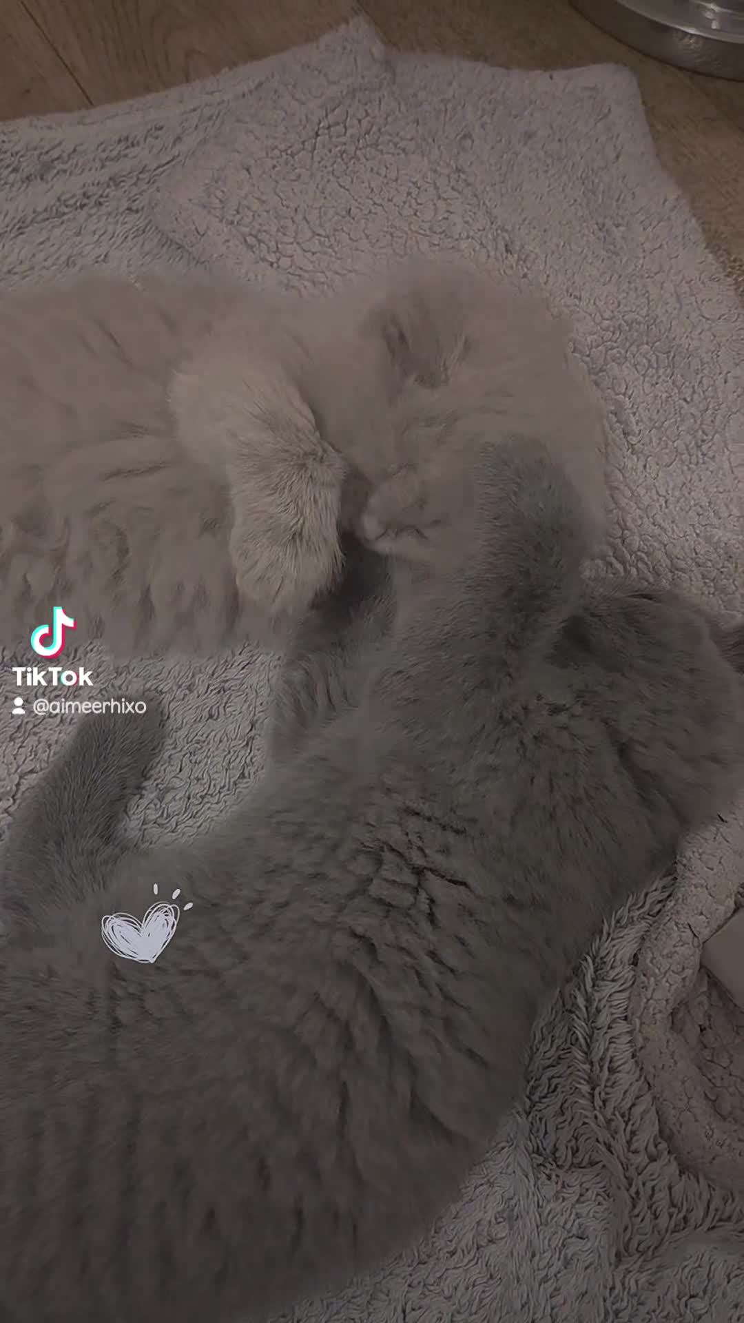 British Shorthair cats for sale: Britishshort Hair Female (Last one) ♡ - Video 1