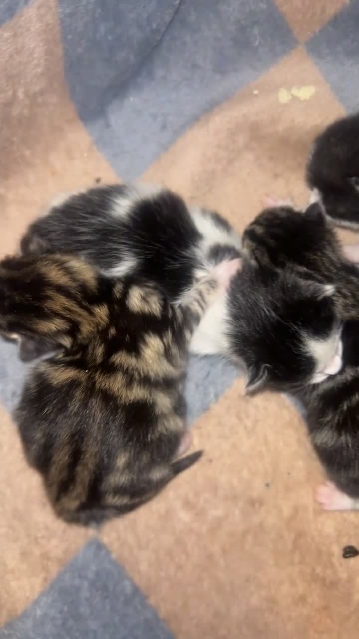 Mixed Breed cats for sale: We have 3 new born kittens available  - Video 3