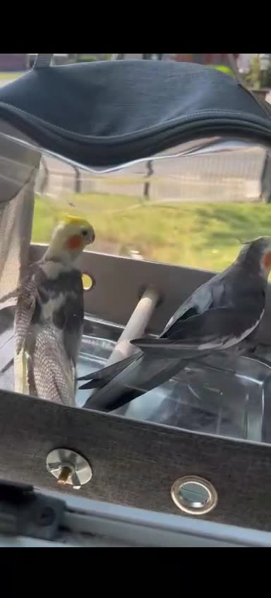 Cockatiels birds for sale: Cockatiel Pair – Beautiful & Well Cared For in Manchester - Video 3