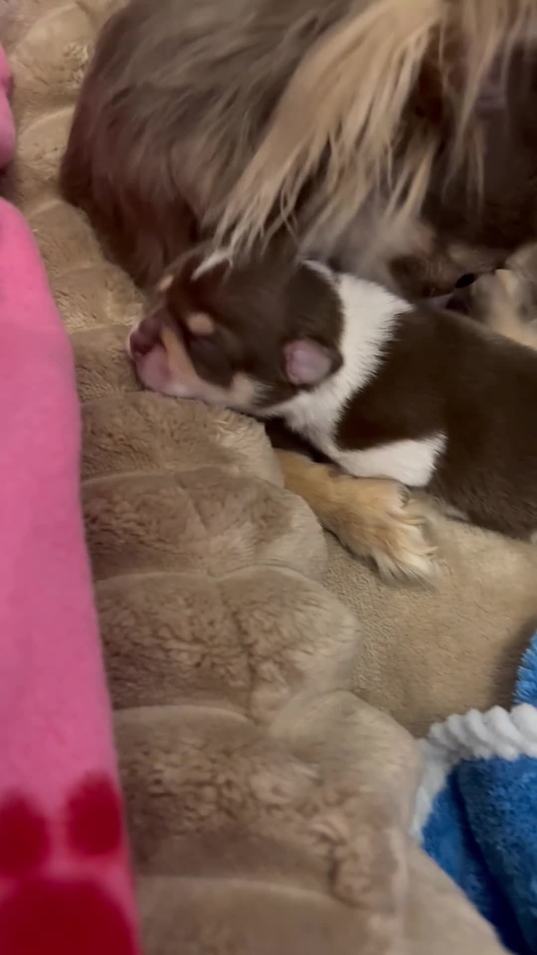 Chihuahua dogs for sale: Lilac Parti & choc tan parti Chihuahuas  - Video 1