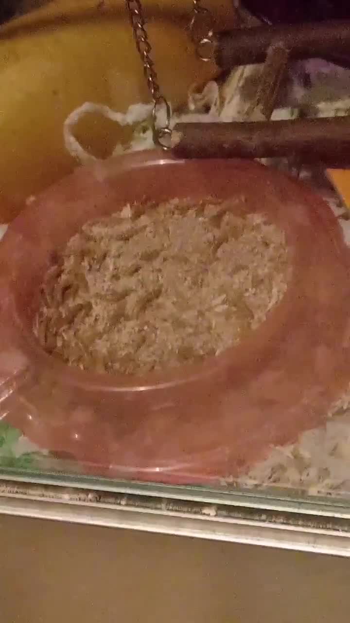 Mouse rodents for sale: 6 friendly females left.  - Video 2
