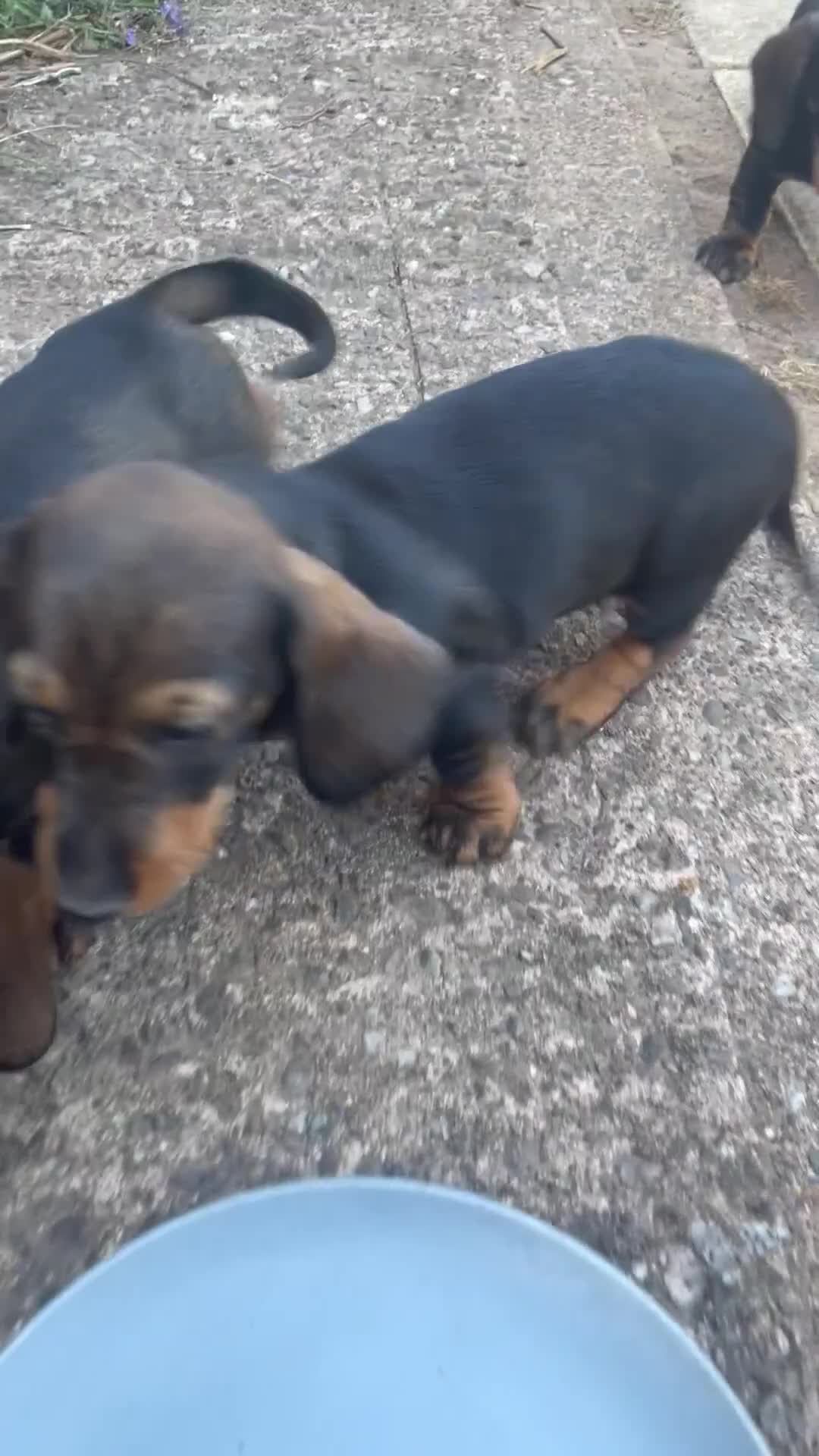 Dachshund dogs for sale: KC standard wire haired dachshund puppies (teckel) in Tiverton - Video 4