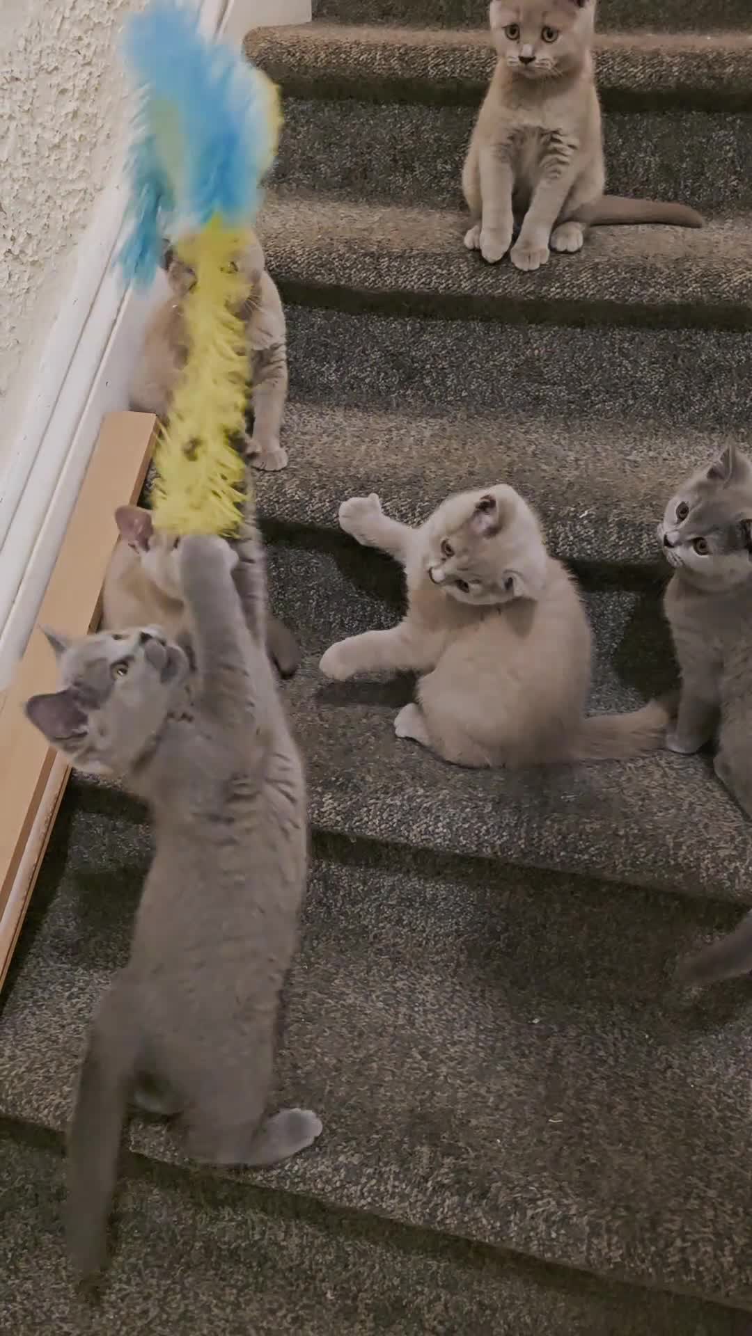 British Shorthair cats for sale: GCCF Active Parents- 6 British Shorthair Kittens - Video 1