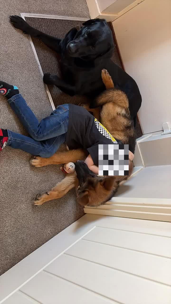 German Shepherd dogs for sale: German shepherd  in Exeter - Video 1