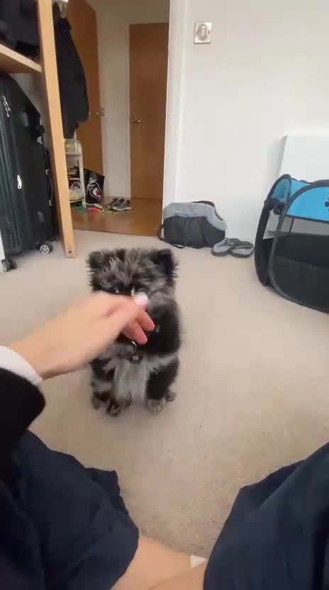 Pomeranian dogs for stud: Very rare merle pomeranian for stud duties - Video 4