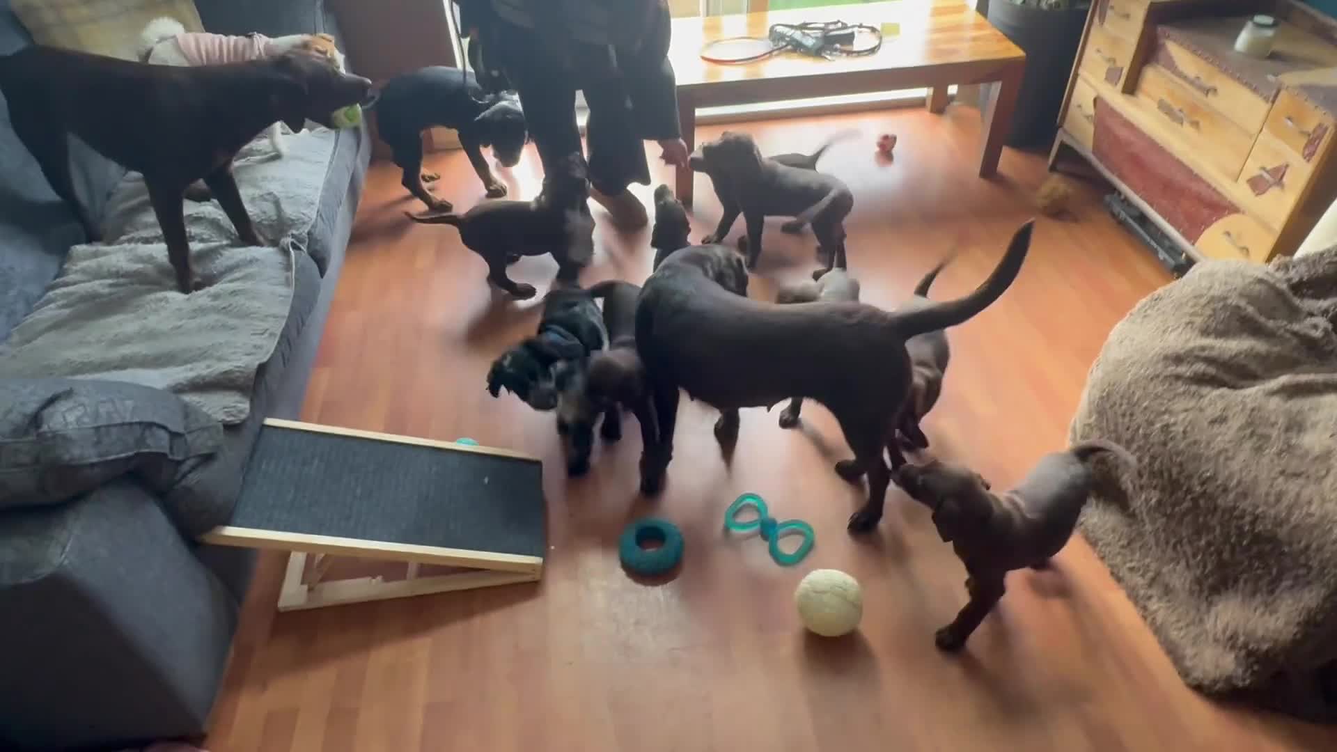 Labrador Retriever dogs for sale: FULLY VACCINATED & DEWORMED - Video 1