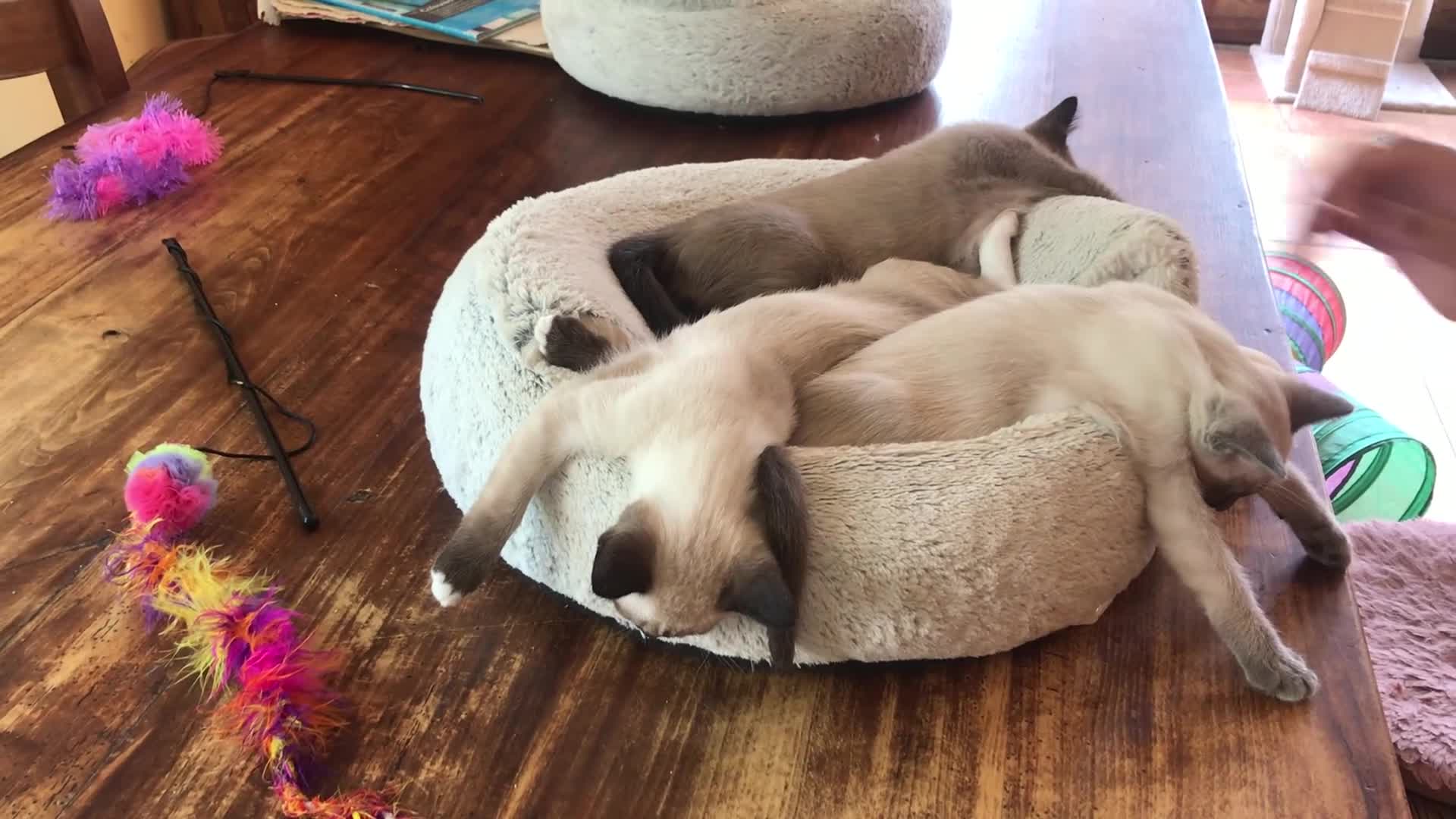 Tonkinese cats for sale: Exquisite Tonkdolls - Video 5