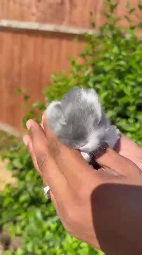 Mixed Breed rabbits for sale: 4 Baby Bunnies Seeking Loving Homes - Video 1