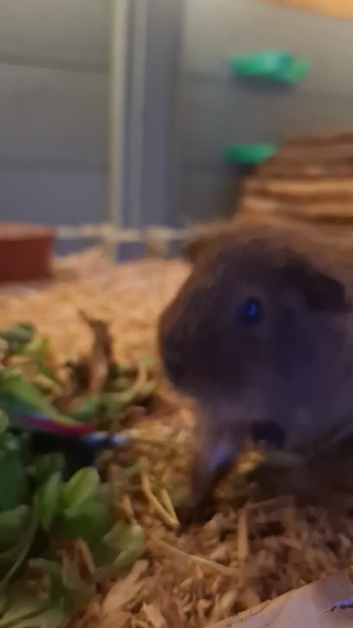 Guinea Pig rodents for sale: cali boar & teddy boar baby Guinea Pigs - Video 1
