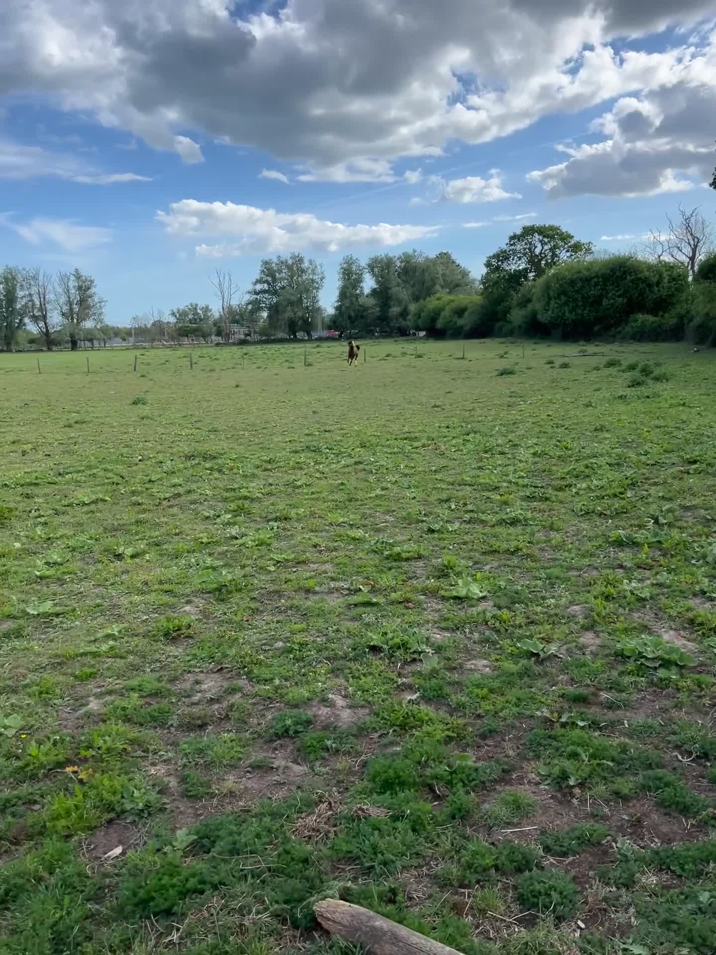 Welsh Section C horses for sale: colt for sale  - Video 2