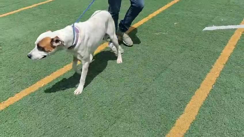 Mixed Breed dogs for adoption: CLAUDIO❤️🚨🐾 - Video 1