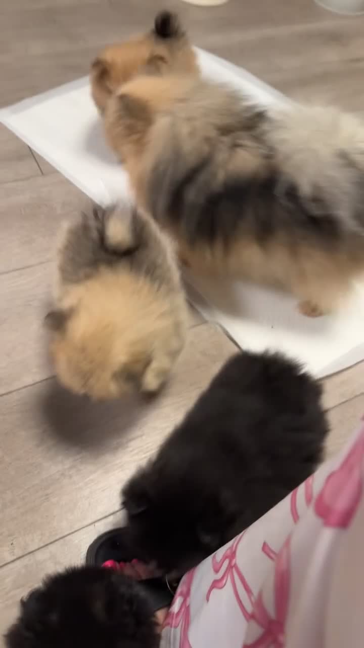 Pomeranian dogs for sale: Pomeranian puppies KC registered  - Video 2