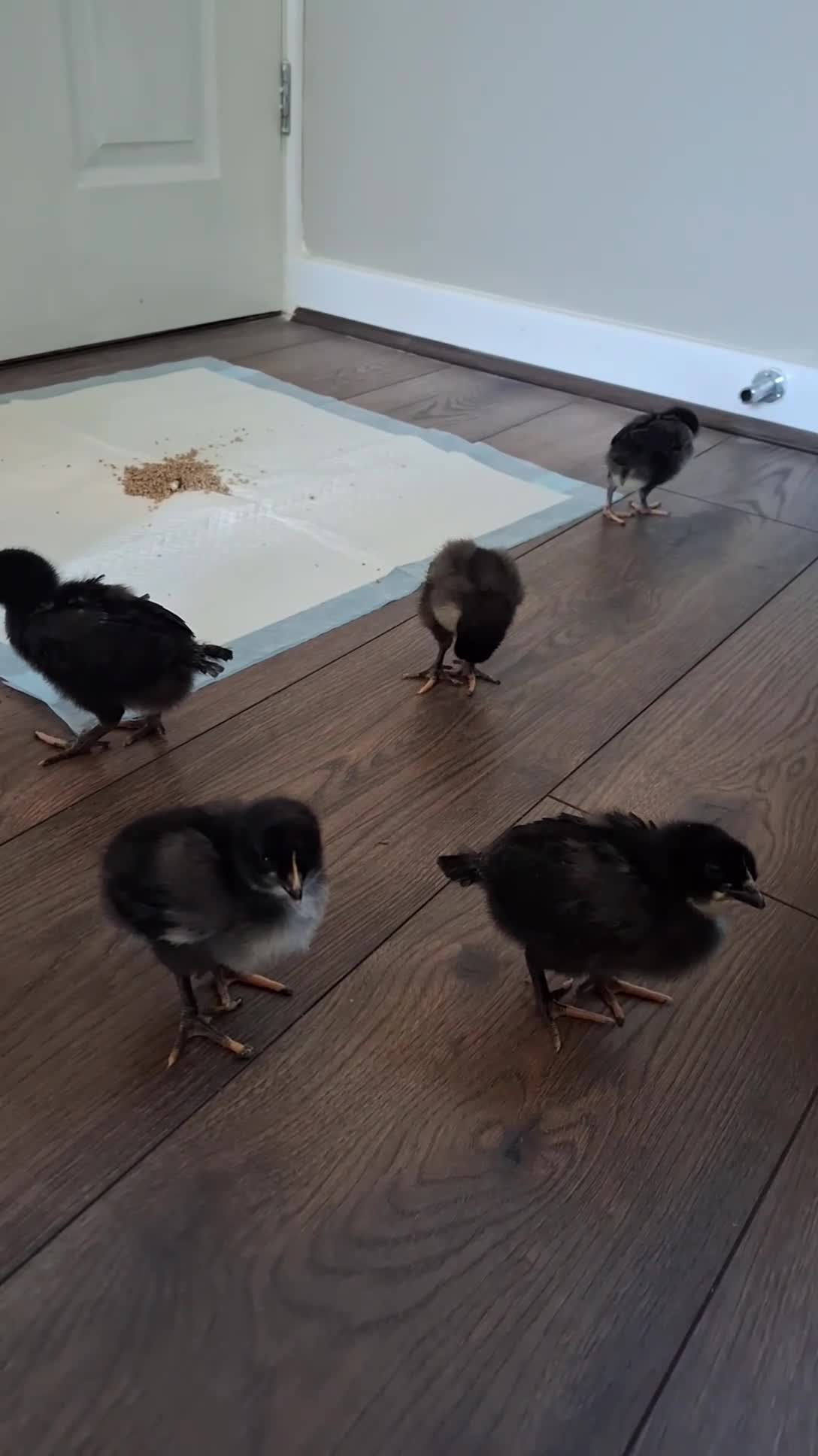 Chickens poultry for sale: 5 chicks - Video 2