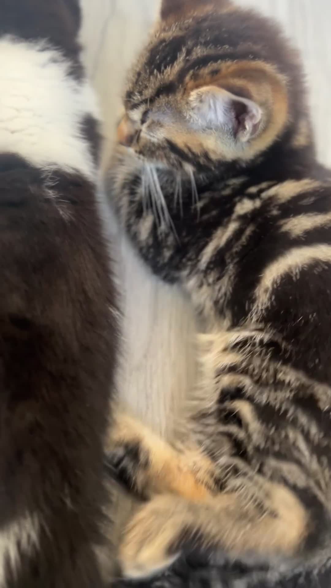 Mixed Breed cats for sale: Kittens for sale.  - Video 2