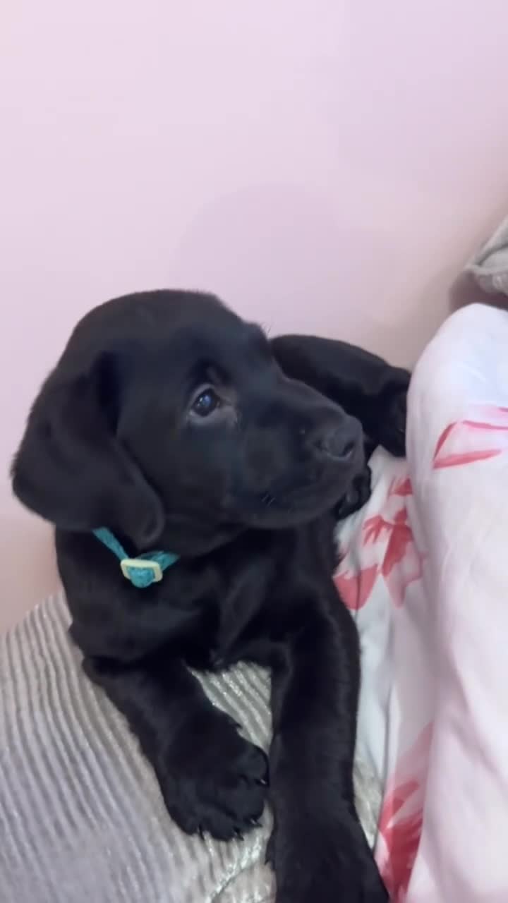 Labrador Retriever dogs for sale: labour retriever puppy  - Video 2