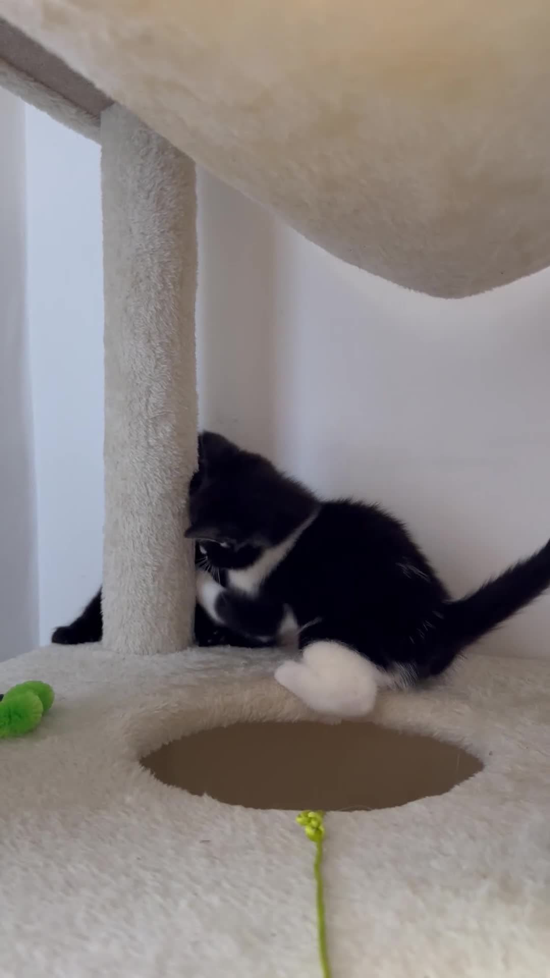 Mixed Breed cats for sale: Snowshoe kittens  - Video 5