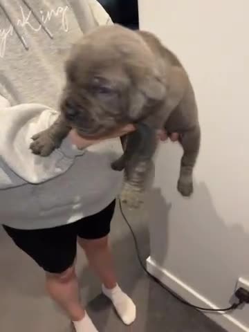 Cane Corso dogs for sale: 1 male black pup left £900  - Video 5