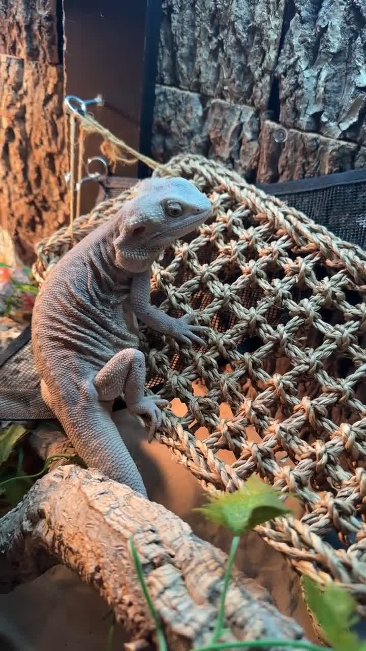 Bearded Dragon reptiles for sale: white zero beardie female - Video 4