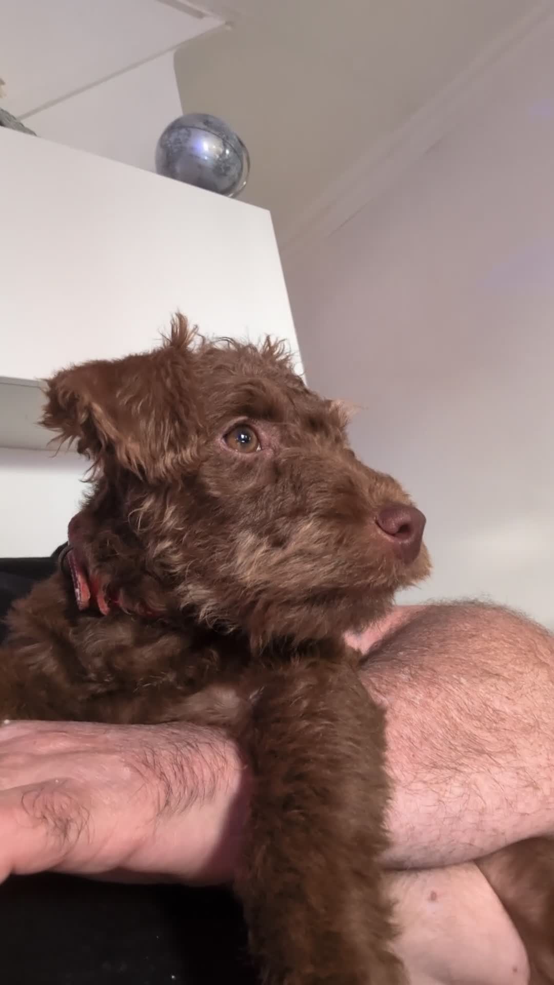 Patterdale Terrier dogs for sale: Pepsi 💩 Poo Needs a New Forever Home  - Video 2