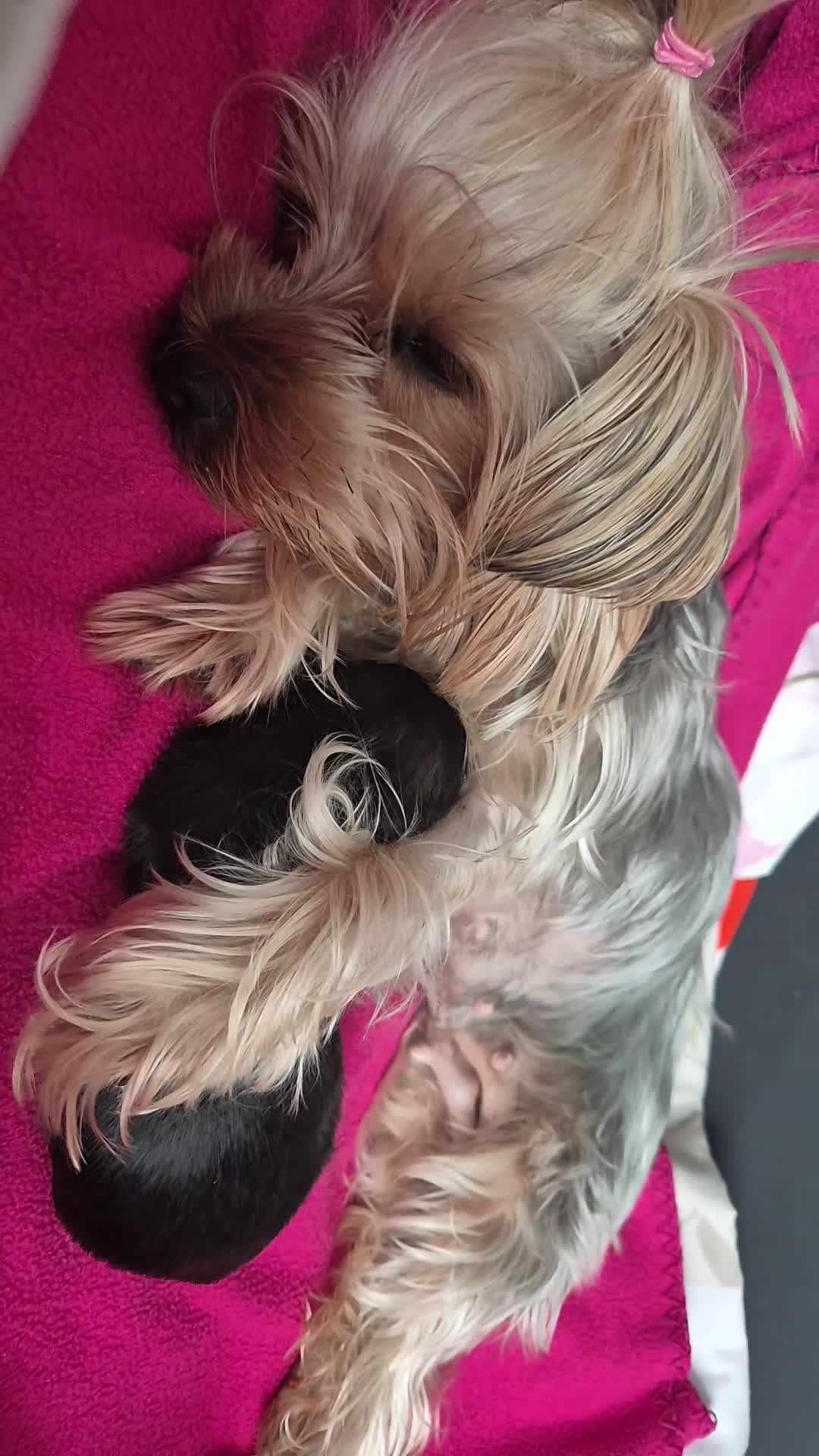 Yorkshire Terrier dogs for sale: Adorable Female Yorkie Puppy Looking for a Home 🌸 - Video 1