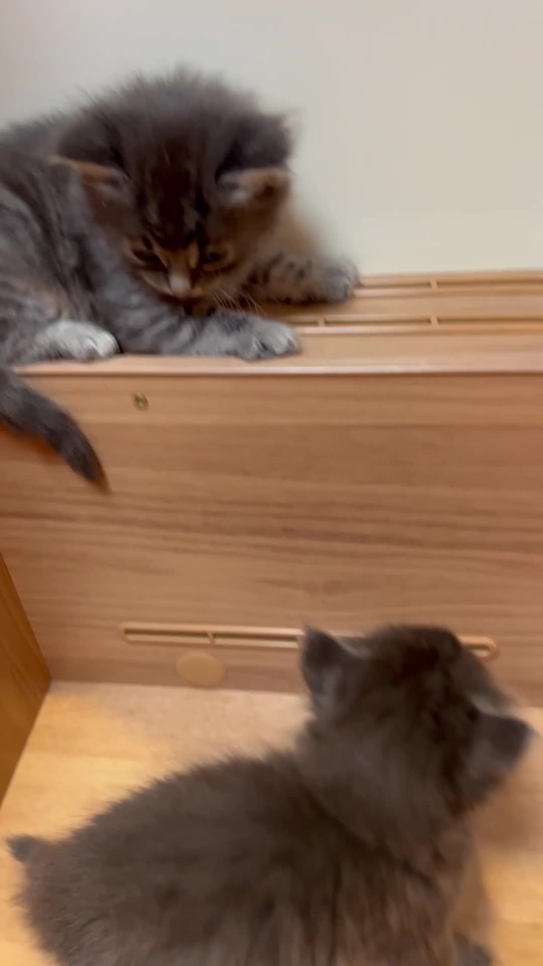 Ragdoll cats for sale: Ragdoll kittens - Video 1