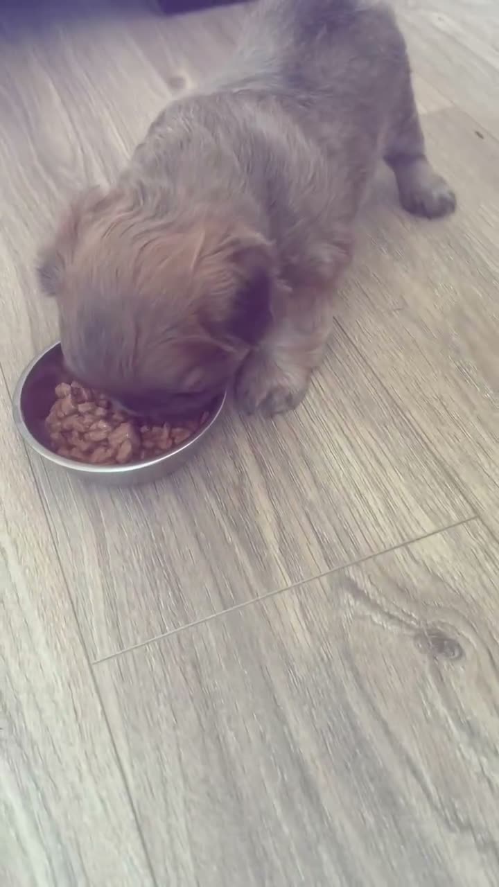 French Bulldog dogs for sale: Female visual fluffy frenchie  - Video 1