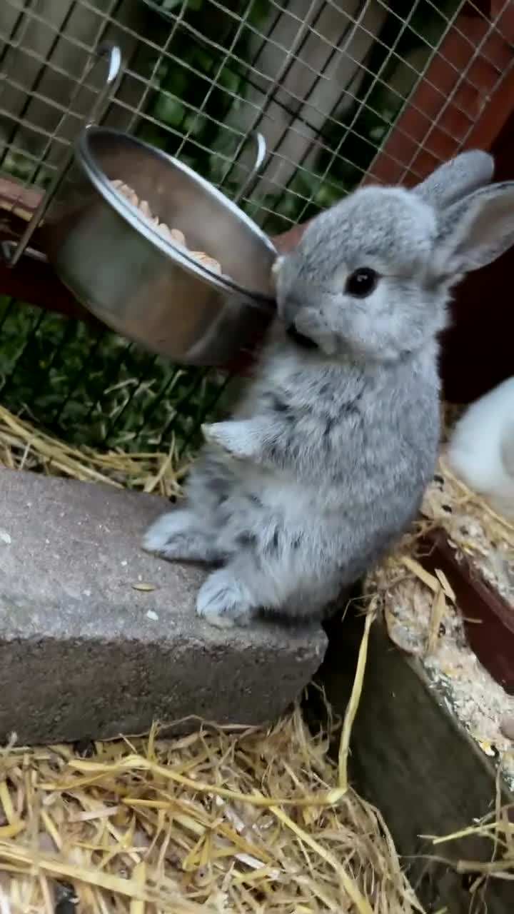 Mixed Breed rabbits for sale: Miniature Lionhead x Miniature Neverland Dwarf in Carlisle - Video 1
